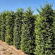 Taxus baccata 220-240 cm draadkluit extra
