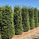 Taxus baccata 220-240 cm draadkluit extra