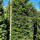 Taxus baccata 220-240 cm draadkluit extra