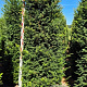 Taxus baccata 220-240 cm draadkluit extra