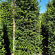 Taxus baccata 220-240 cm draadkluit extra