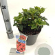 Rhododendron (F) 'Scarlet Wonder' 20-25 cm 3,0L