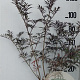 Sambucus nigra Black Lace 125-150 cm 20L