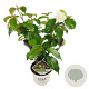 Viburnum Shiny Dancer GM 3,0L leverbaar