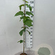 Acer pensylvanicum 100-125 cm 3,0L