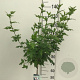 Hibiscus syr. 'Hamabo' 90 cm stam 10L