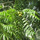 Juglans nigra 'Bicentennial' 200-250 cm 6L