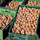 Juglans r. 'Mars' 200-250 cm 6L