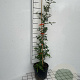 Pyracantha 'Orange Glow' 60-80 cm 2,0L