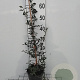 Pyracantha 'Orange Glow' 60-80 cm 2,0L