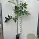 Juglans r. 'Kardinal' 150-175 cm 6L