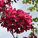 Malus 'Directeur Moerlands' 150 cm stam 10L