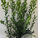 Ilex aq. 'Alaska' 80-100 cm met kluit