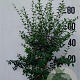 Osmanthus burkwoodii 80-100 cm 10L