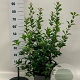 Osmanthus fortunei 80-100 cm 10L