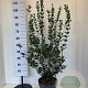 Osmanthus heterophyllus 100-125 cm 10L