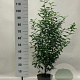 Prunus l. 'Angustifolia' 100-120 cm 7,5L