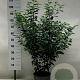 Prunus l. 'Angustifolia' 80-100 cm 10L