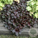 Ajuga reptans 'Mini Mahogany' GM P9