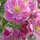 Rosa 'Bijenweelde Roze' GM C1.5 eigen wortel