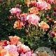Rosa (T) Jazz GM C1.5 eigen wortel