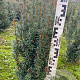 Taxus media 'Hicksii' 40-50 cm met kluit