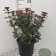 Viburnum tin. 'Eve Price' 40-50 cm 7,5L