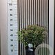 Viburnum tin. 'Eve Price' 40-50 cm 7,5L