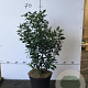 Viburnum tinus 40-50 cm 7,5L