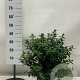 Viburnum tinus 50-60 cm 10L