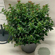 Viburnum tinus 50-60 cm 10L