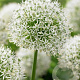 Allium White Giant 20 cm op verpakt per 25