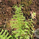 Athyrium f.-f. 'Vernon. Cristatum' GM P9