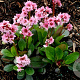 Bergenia 'Pink Dragonfly' GM P9