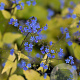 Brunnera macr. 'Dianes Gold' GM P9