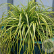 Carex oshim. 'Eversheen' GM P9