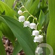 Convallaria maj. 'Hofheim' GM P9