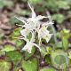 Epimedium grandiflorum higoense GM P9