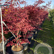 Acer pal. 'Atropurpureum' 150-175 cm 35L