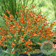 Cytisus 'Lena' 60-70 cm 10L