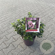 Escallonia laevis Pink Elle 40-50 cm 10L