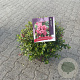Escallonia 'Red Dream' 40 cm 10L