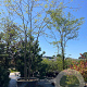 Gleditsia triacanthos inermis 400-500 cm cont. 500L meerstammig