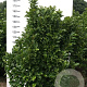 Magnolia 'Susan' 160-180 cm met kluit