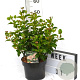 Viburnum tin. Lisarose 40-50 cm 5,0L