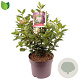 Viburnum tin. Spirit 30-40 cm 7,5L