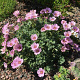 Geranium Rothbury Gem GM P9