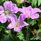 Geranium sang. 'Canon Miles' GM P9
