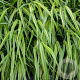 Hakonechloa macra 'Sunny Delight' GM P9