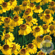 Helenium 'Pipsqueak' GM P9